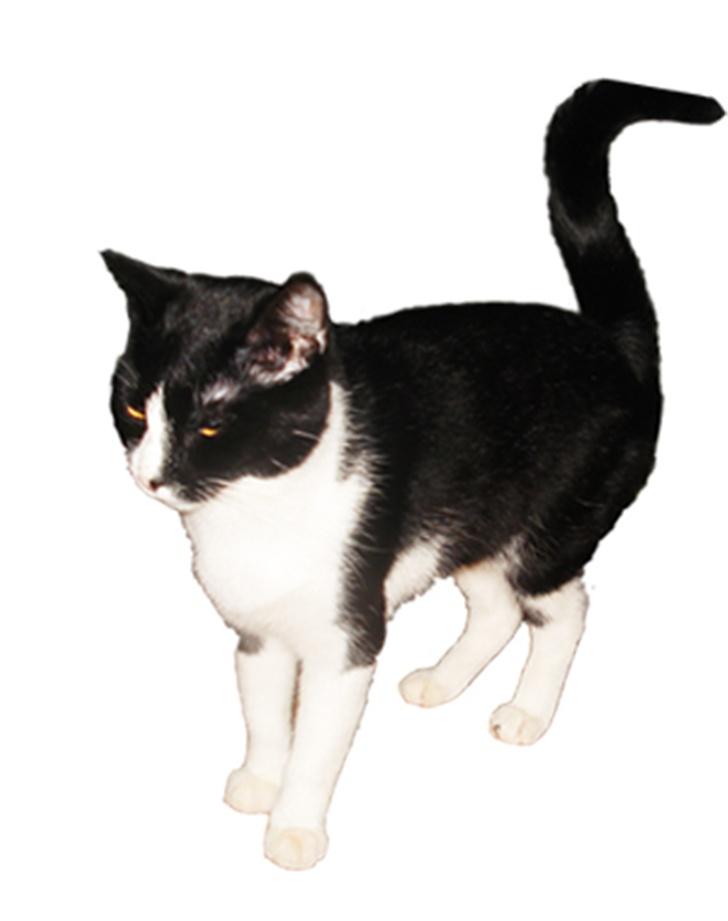 Huskat Miss Kitty billede 8