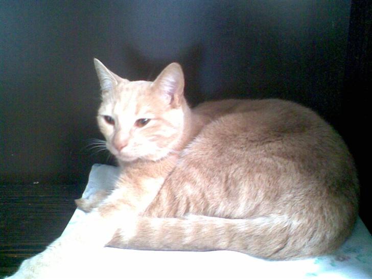 Huskat Gizmo - mmmm dejlig sol  billede 10