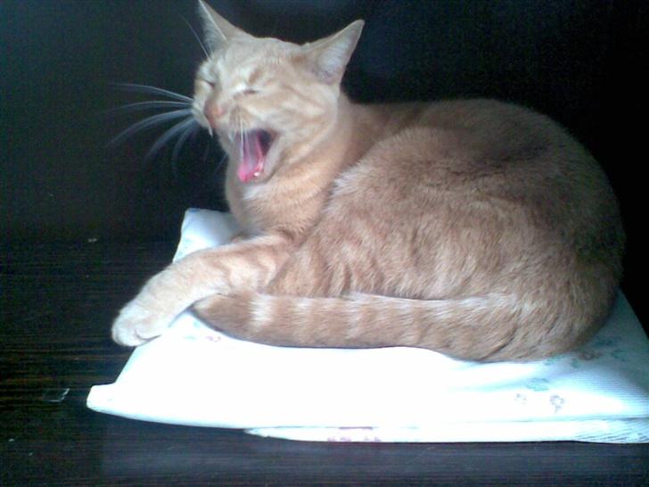 Huskat Gizmo - åååååh jeg er træt :P billede 11