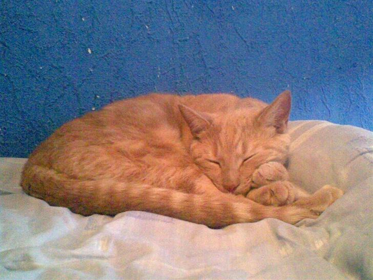 Huskat Gizmo - jaaaaaa han er lidt af en sovetryne billede 12