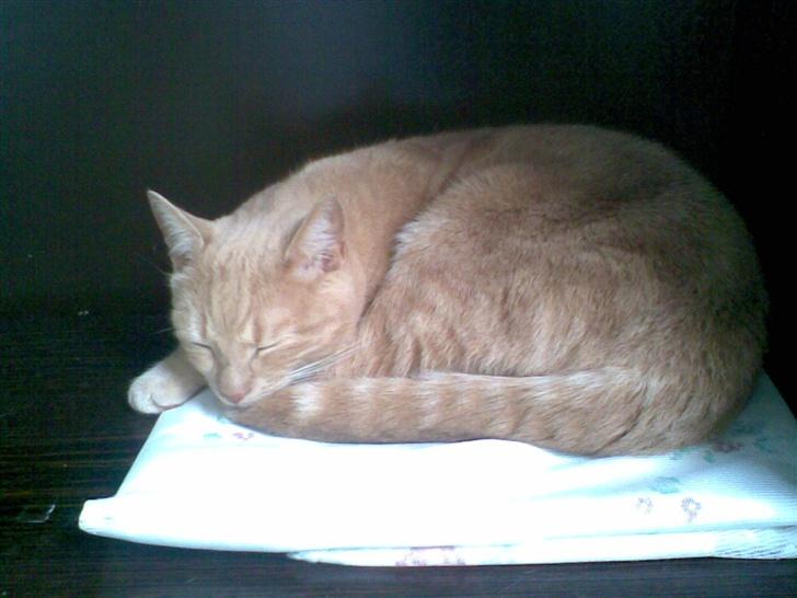 Huskat Gizmo - som sagt bare ligge og flade ud :) billede 13