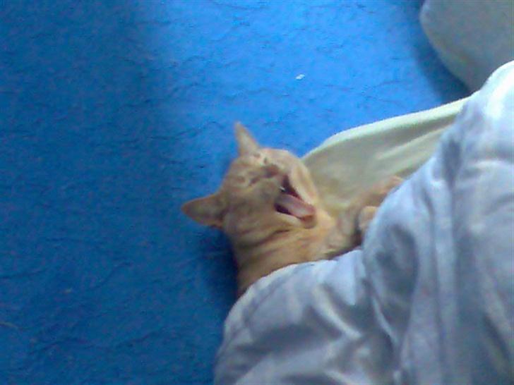 Huskat Gizmo - hehe gaaaaaaaaab billede 14