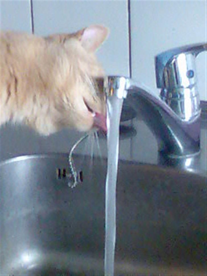 Huskat Gizmo - Haha han drikker af vandhanen :P taget på ferskgerning billede 15