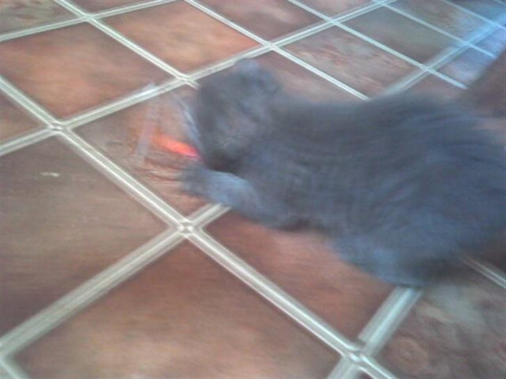 Blanding af racer sheebas killinger - sindy leger billede 6