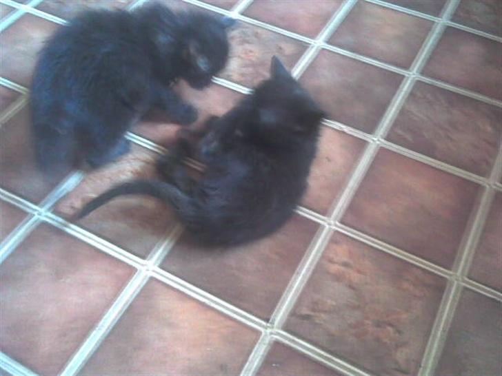 Blanding af racer sheebas killinger - i leg sara og tootsie billede 9