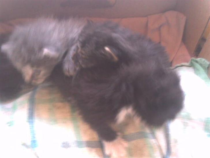 Blanding af racer sheebas killinger - killingerne 2 uger billede 11