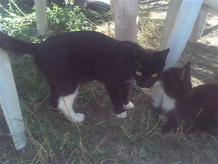 Blanding af racer sheebas killinger - mor sheeba halv skovkat halv huskat billede 12