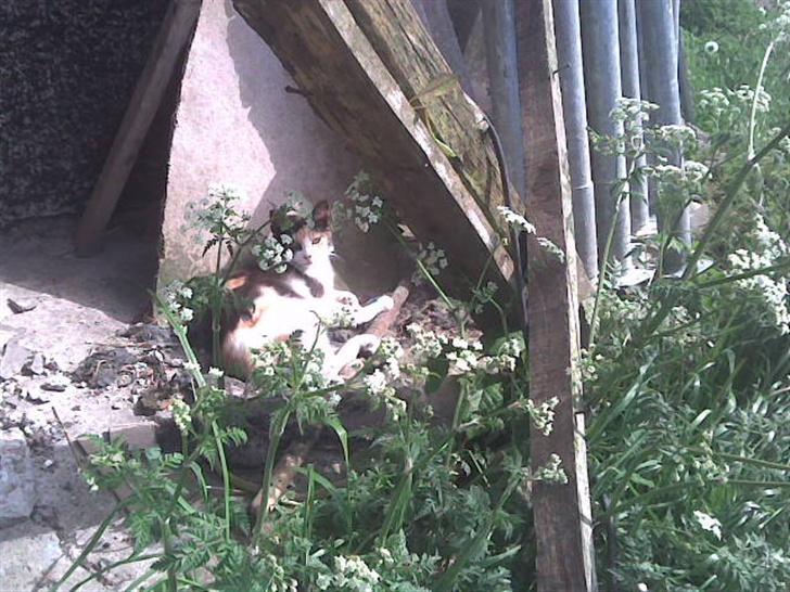 Blanding af racer sheebas killinger - storesøster lille sky billede 13