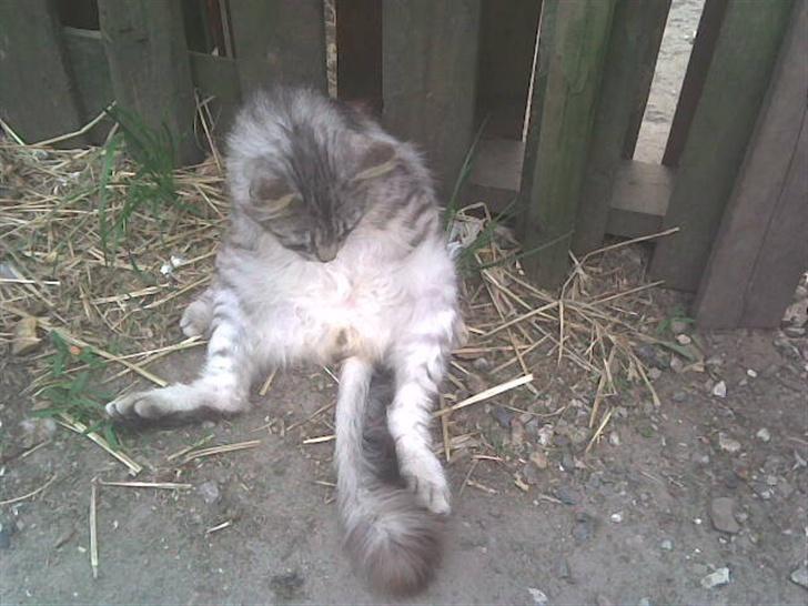 Maine Coon mickey billede 11