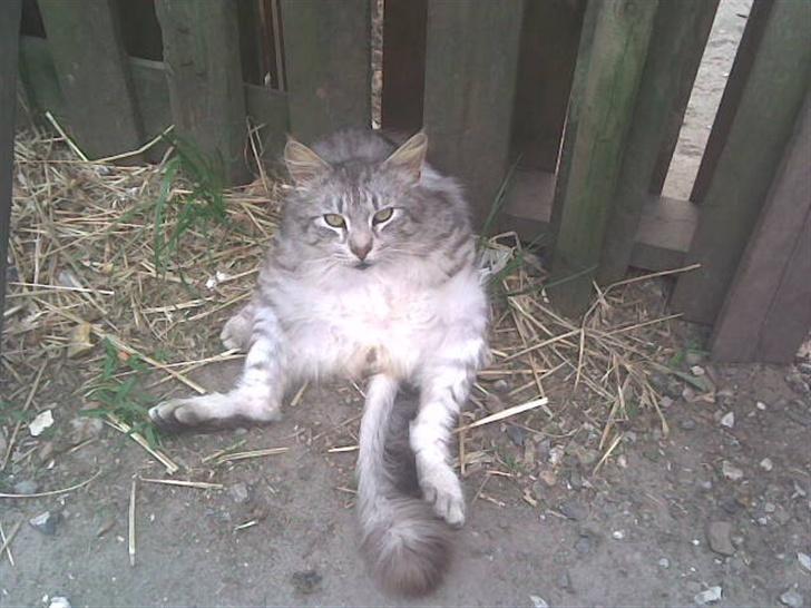 Maine Coon mickey billede 12