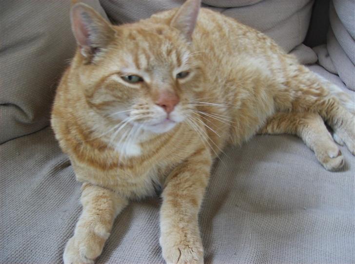 Blanding af racer Tykke*DØD* - lille tykke kat da billede 12