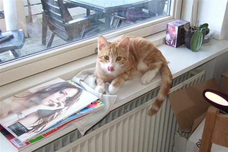 Huskat Piw billede 8