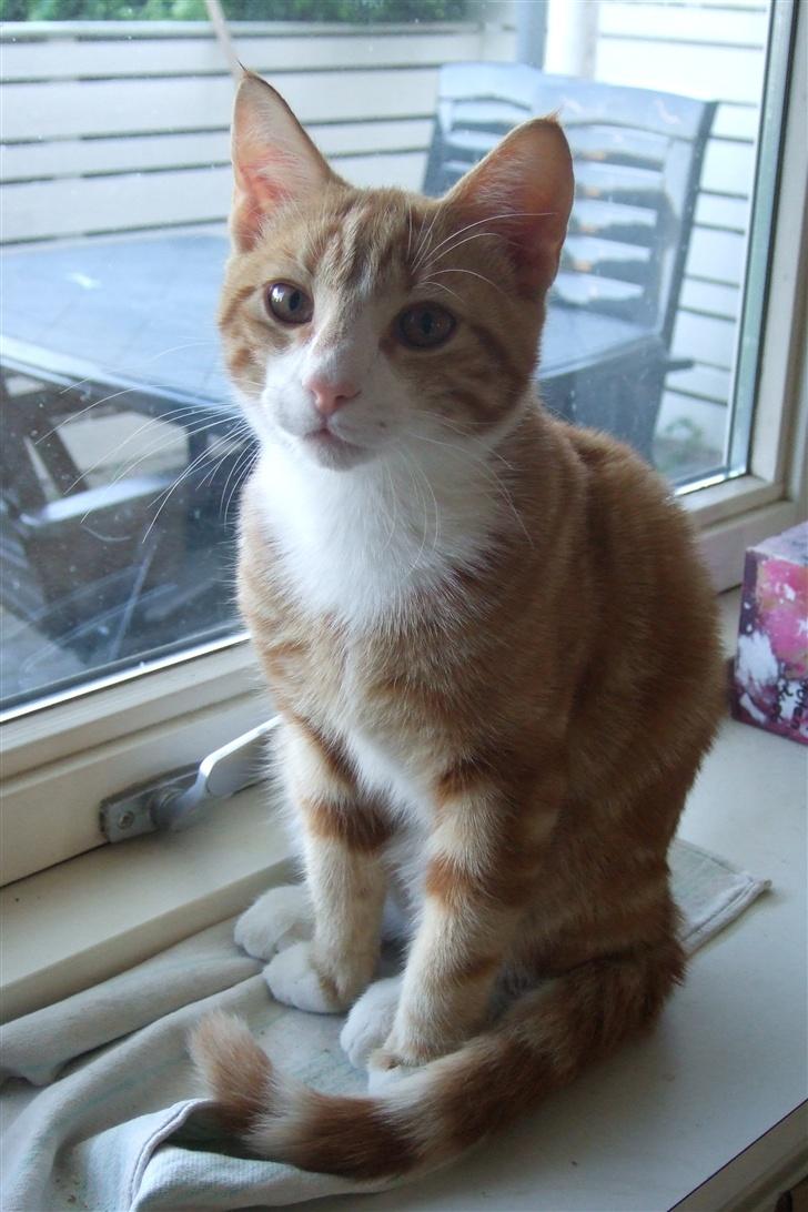 Huskat Piw billede 9