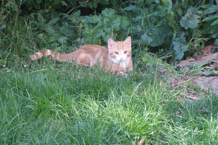 Huskat Piw - Jeg bliver en lille basse billede 10