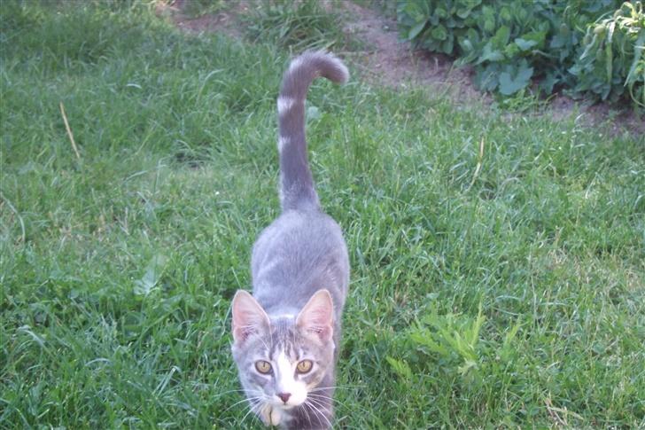 Huskat Cirkeline *bortgivet* billede 9