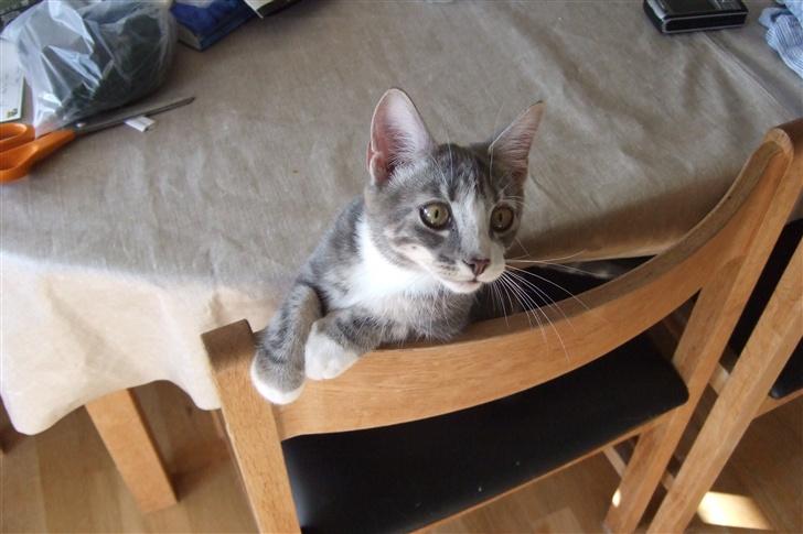 Huskat Cirkeline *bortgivet* - Moar jeg er sulten!! billede 10