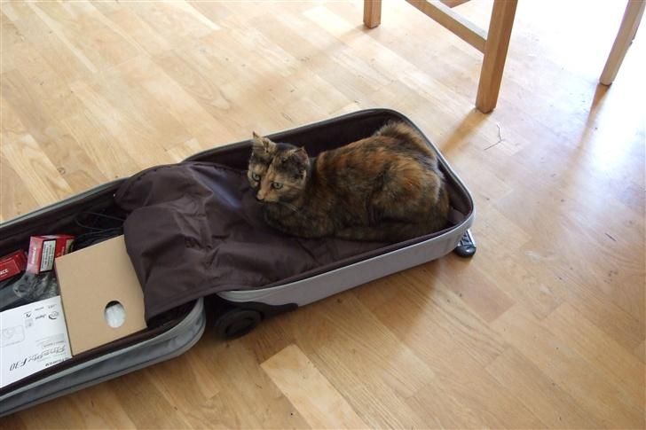 Blanding af racer Mini *RIP* - Jeg vil med på ferie billede 2