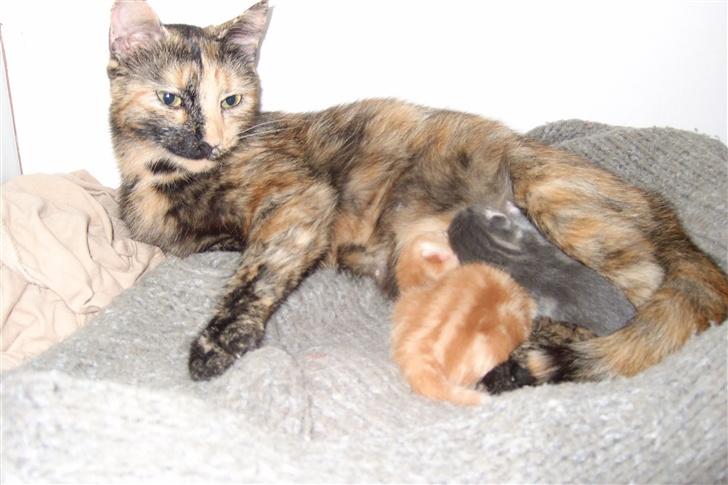 Blanding af racer Mini *RIP* - En stolt mor billede 4