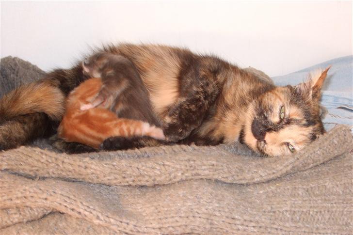 Blanding af racer Mini *RIP* - Gør sig lidt til for kameraet billede 5