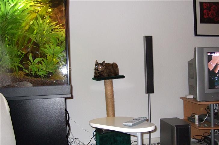 Blanding af racer Mini *RIP* - Udvælger aftensmaden billede 6