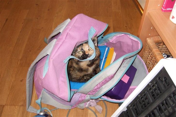 Blanding af racer Mini *RIP* - Elsker at gemme sig i tasker og andet billede 7