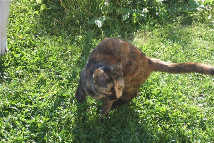 Blanding af racer Mini *RIP* billede 8