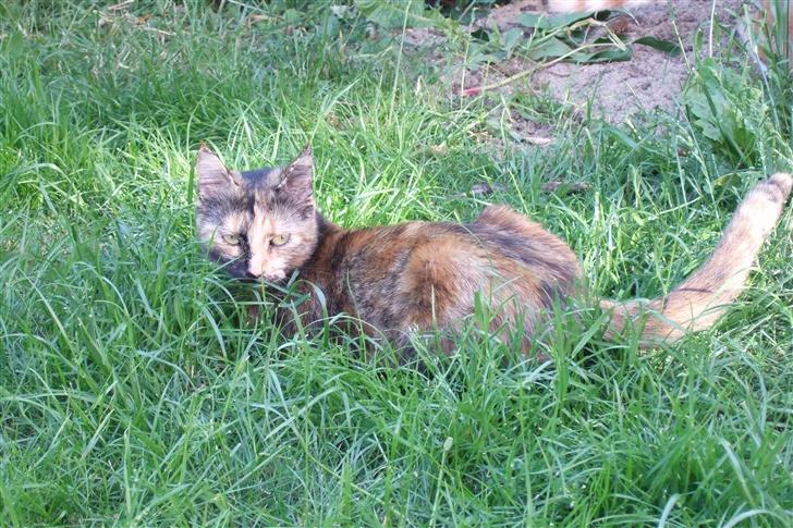 Blanding af racer Mini *RIP* billede 9