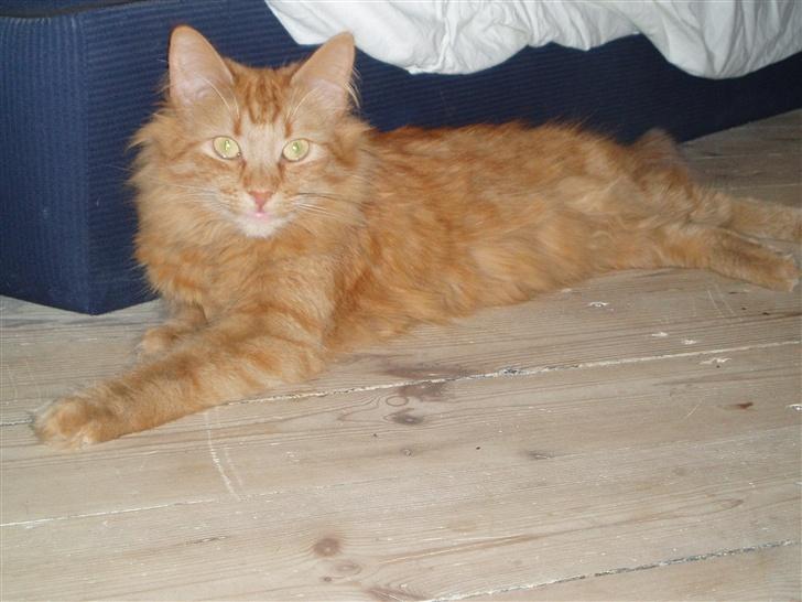 Norsk Skovkat Bacardi  billede 8