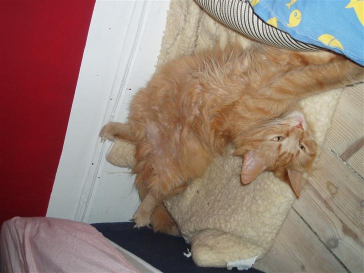 Norsk Skovkat Bacardi  billede 9