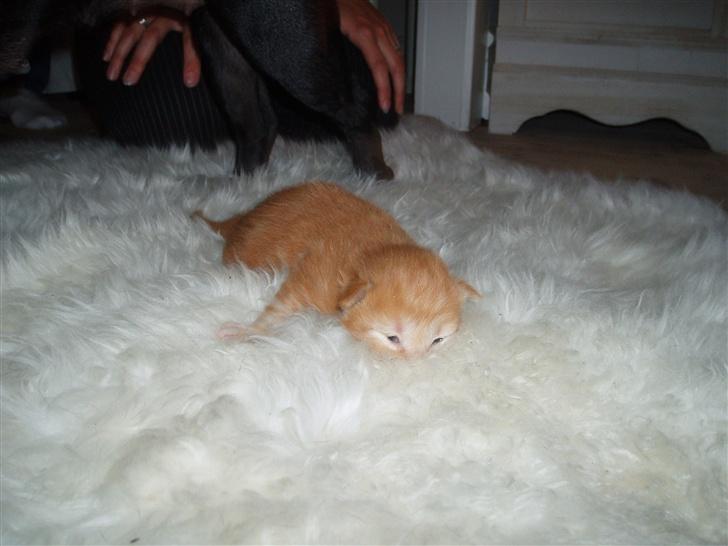 Norsk Skovkat Bacardi  billede 10