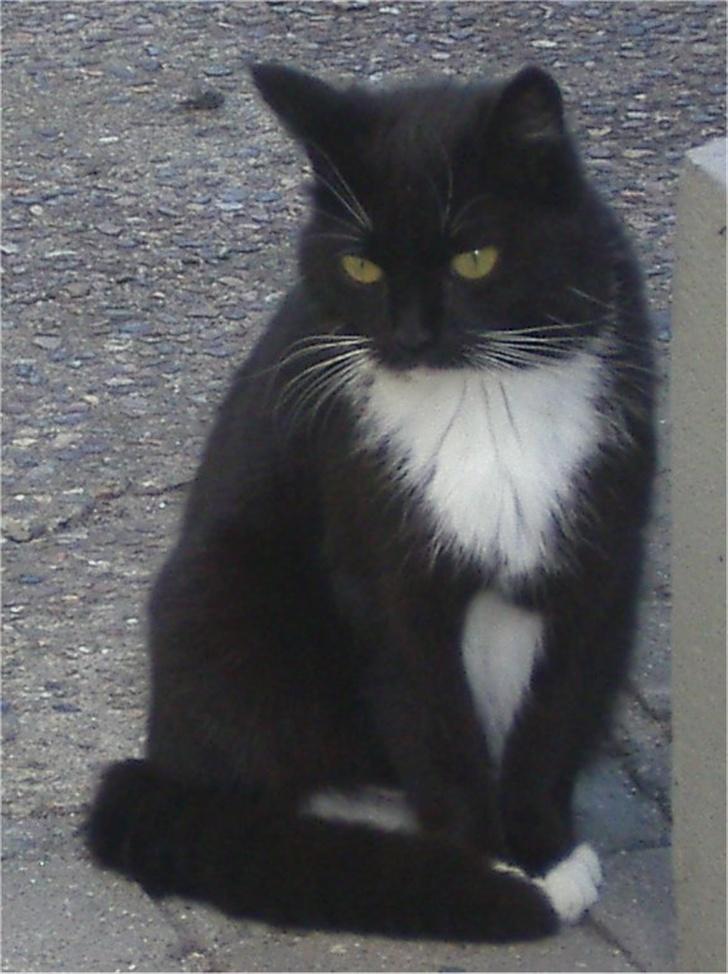 Huskat Baronesse billede 8