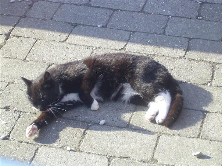 Huskat Baronesse - Så er der dømt solbadning! billede 9