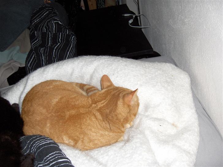 Huskat Garfield billede 7