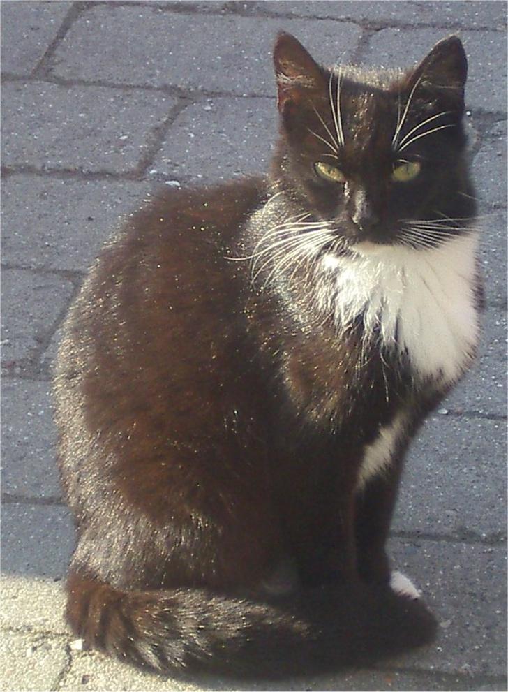 Huskat Baronesse billede 10