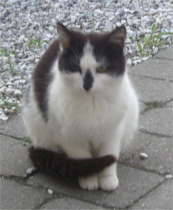 Huskat Hårbolle billede 9