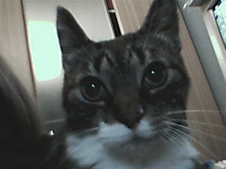 Blanding af racer potkin *død* billede 2