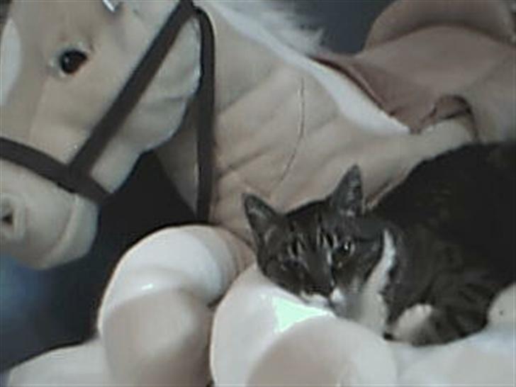 Blanding af racer potkin *død* billede 4