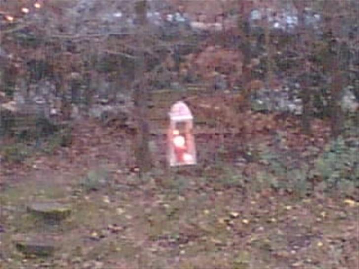 Blanding af racer potkin *død* billede 7