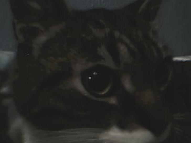 Blanding af racer potkin *død* billede 10