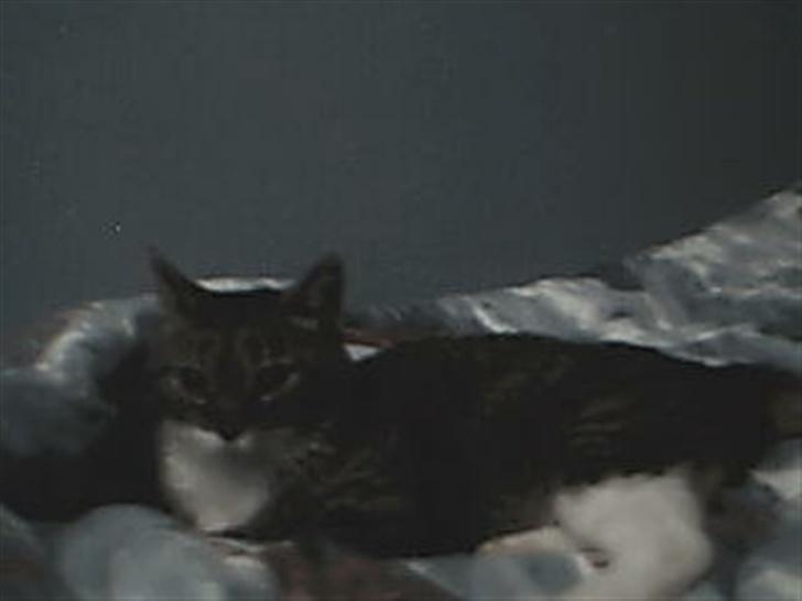 Blanding af racer potkin *død* billede 11