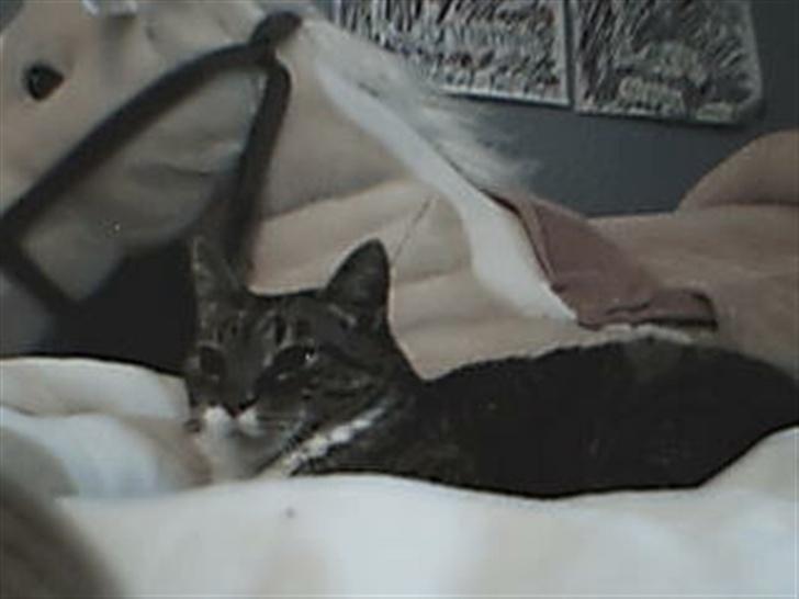 Blanding af racer potkin *død* billede 13