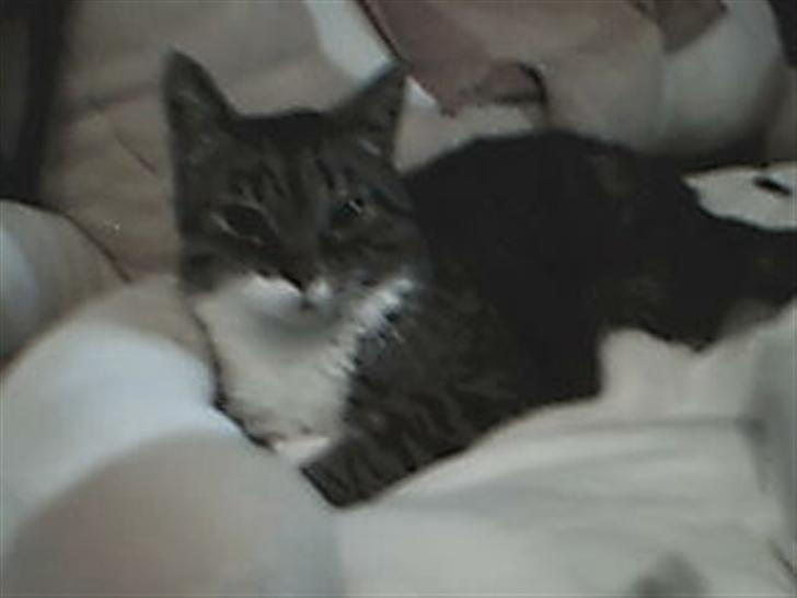 Blanding af racer potkin *død* billede 14