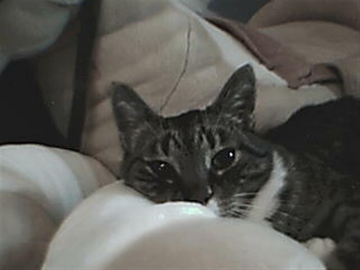 Blanding af racer potkin *død* billede 15