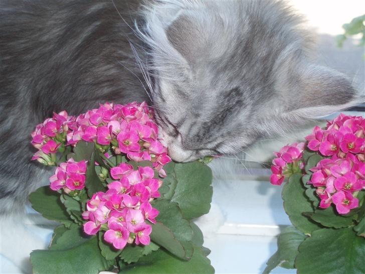 Norsk Skovkat Stjernehimmel - Stjerne dufter til blomsterne i køkkenet billede 12