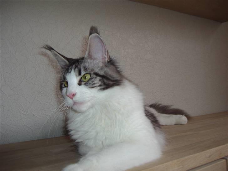 Maine Coon Coon Danica's Sex Bomb  - Sex Bomb 10,5 mdr billede 7