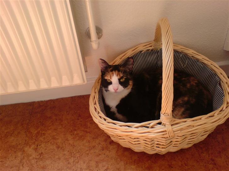 Blanding af racer Jessy billede 20