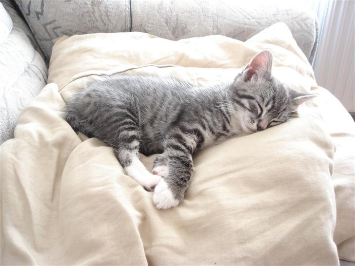 Maine Coon Buddha - Buddha ligger lige i solen og putter ;0) Her på de første ti billeder er jeg kun 9 uger. billede 1