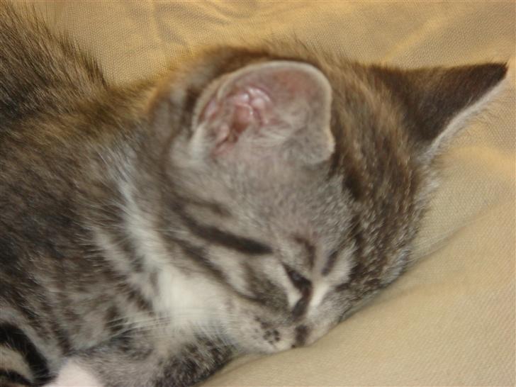 Maine Coon Buddha - Buddha med næsen nede i puden :0) billede 2