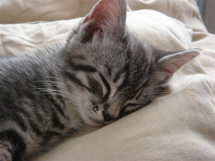 Maine Coon Buddha - Buddha putter lige lidt ;o) billede 3