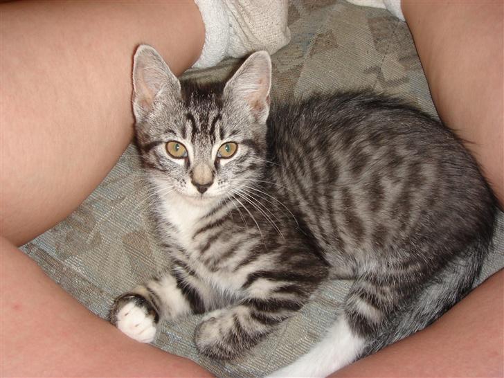 Maine Coon Buddha - Nårh buddha missen elsker og få taget billede. billede 4